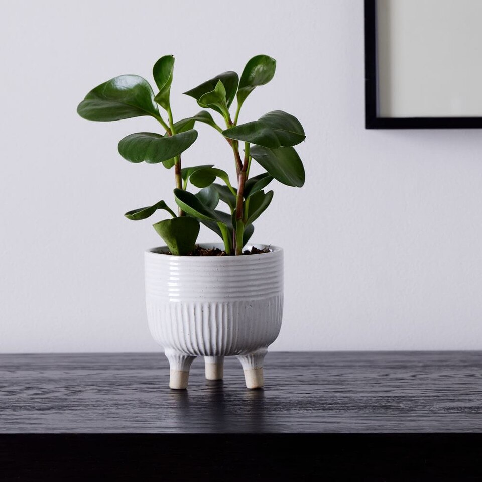 Homespun Tabletop Planter West Elm Australia
